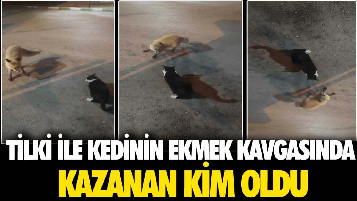 Tilki ile kedinin ekmek kavgasında kazanan kim oldu