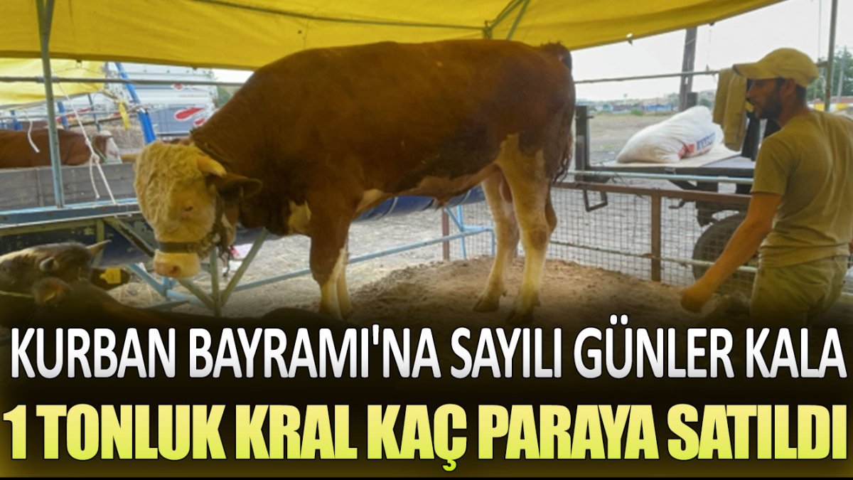 Kurban Bayramı'na sayılı günler kala 1 tonluk Kral kaç paraya satıldı