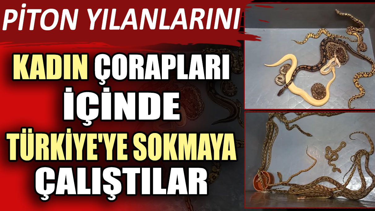 Piton yılanlarını kadın çorapları içinde Türkiye'ye sokmaya çalıştılar