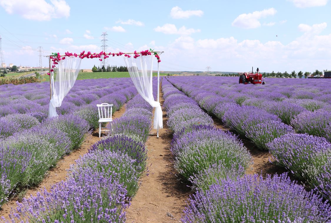 Tekirdağ’da mor tarlalar görenleri mest ediyor