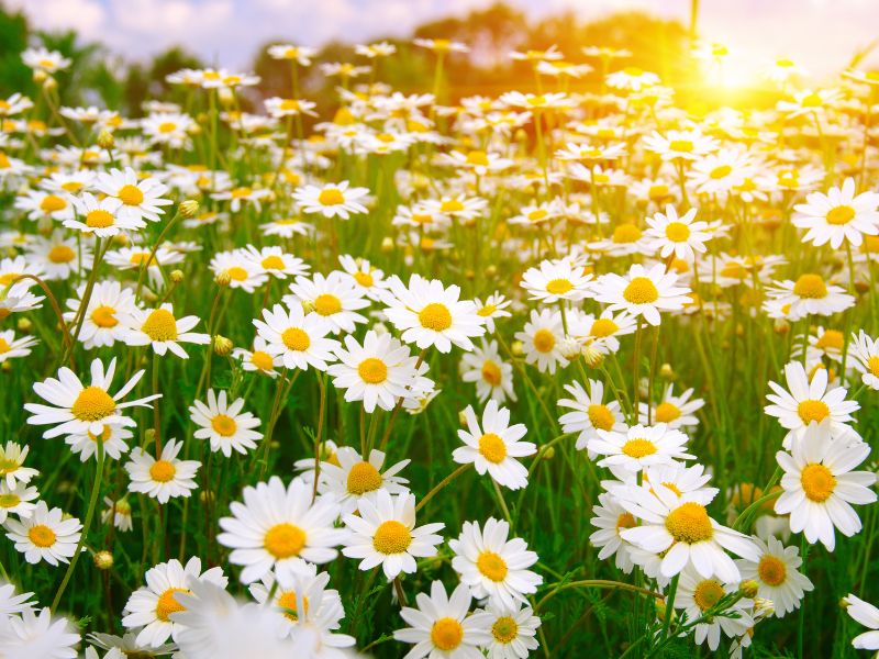 Rüyada papatya görmek ne anlama gelir?