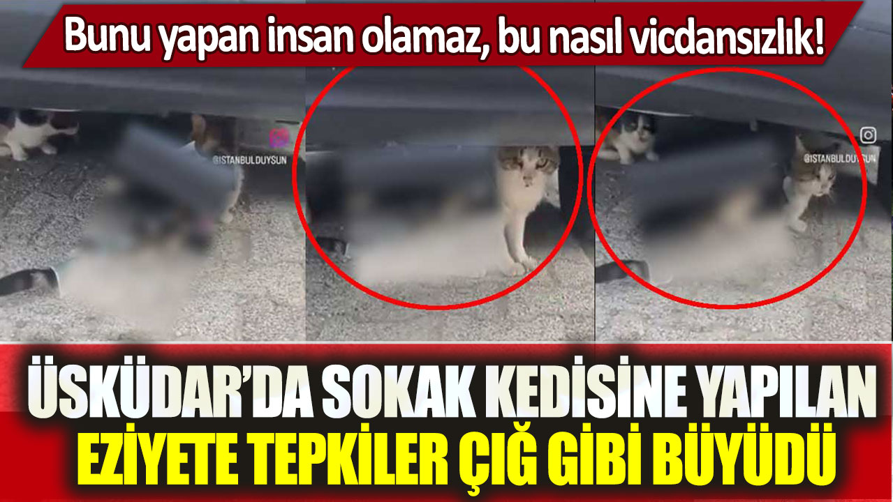 Üsküdar’da sokak kedisini yapılan eziyete tepkiler çığ gibi büyüdü: Bunu yapan insan olamaz, bu nasıl vicdansızlık!