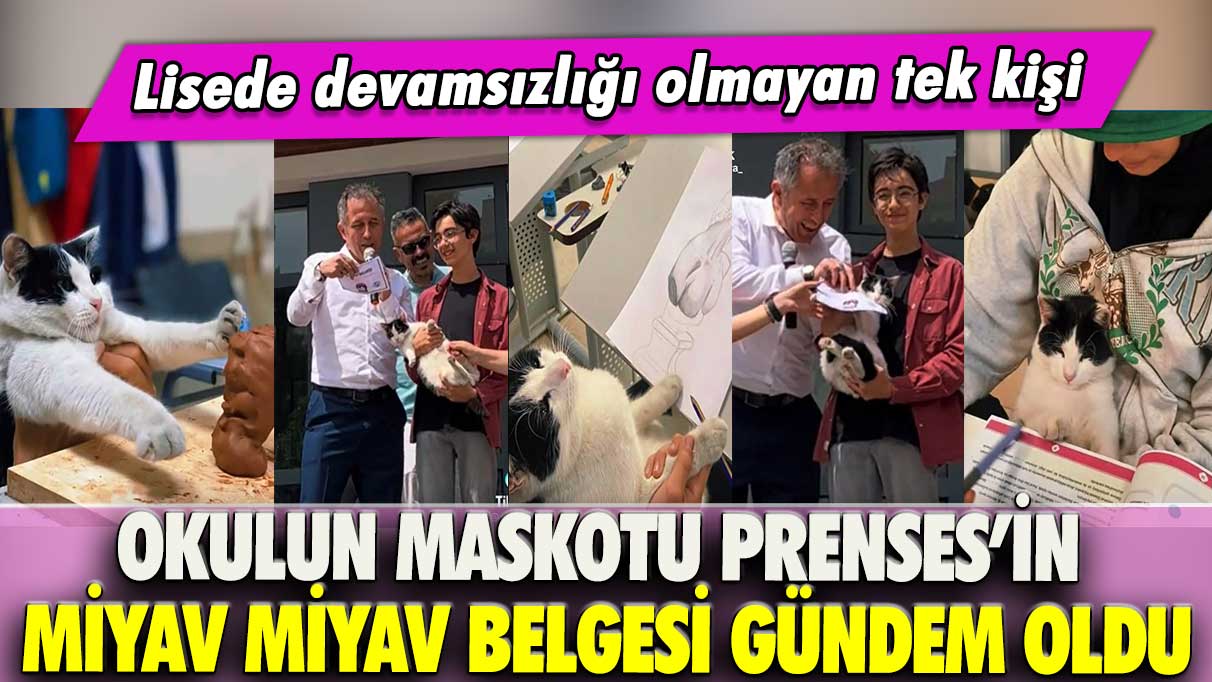 Okulun maskotu Prenses’in miyav miyav belgesi gündem oldu: Lisede devamsızlığı olmayan tek kişi