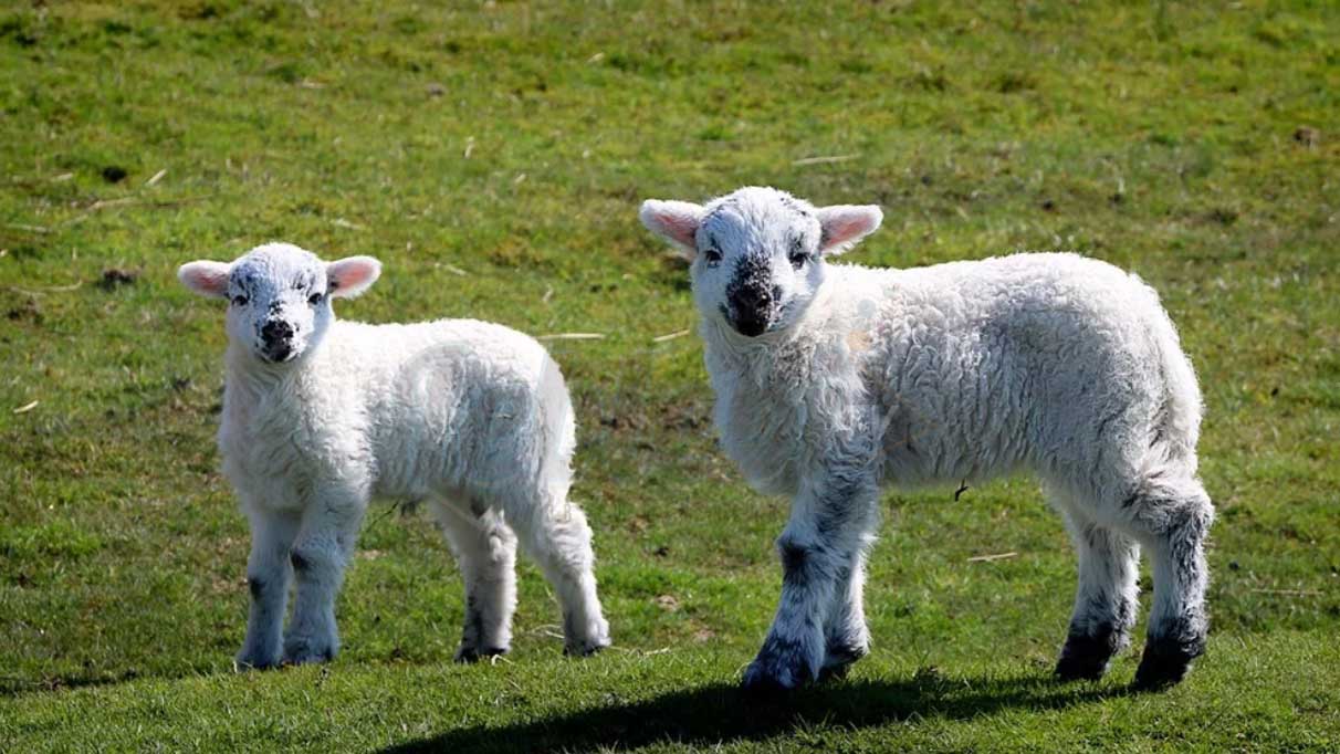 Rüyada kuzu görmek ne anlama geliyor?