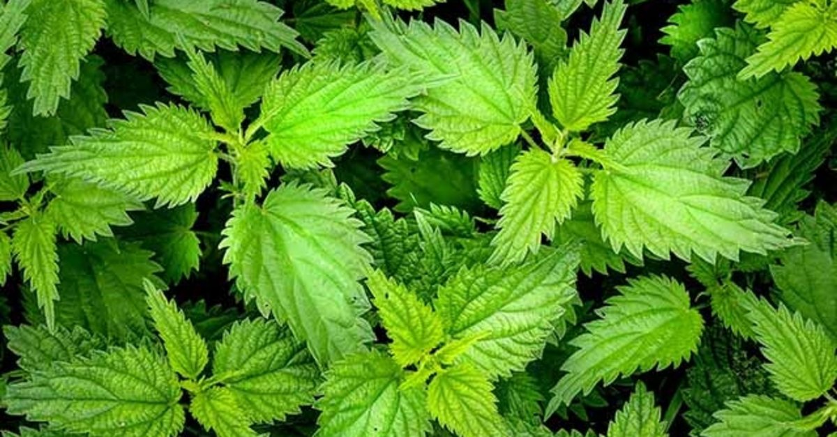 Isırgan otu neye iyi gelir, faydaları neler?