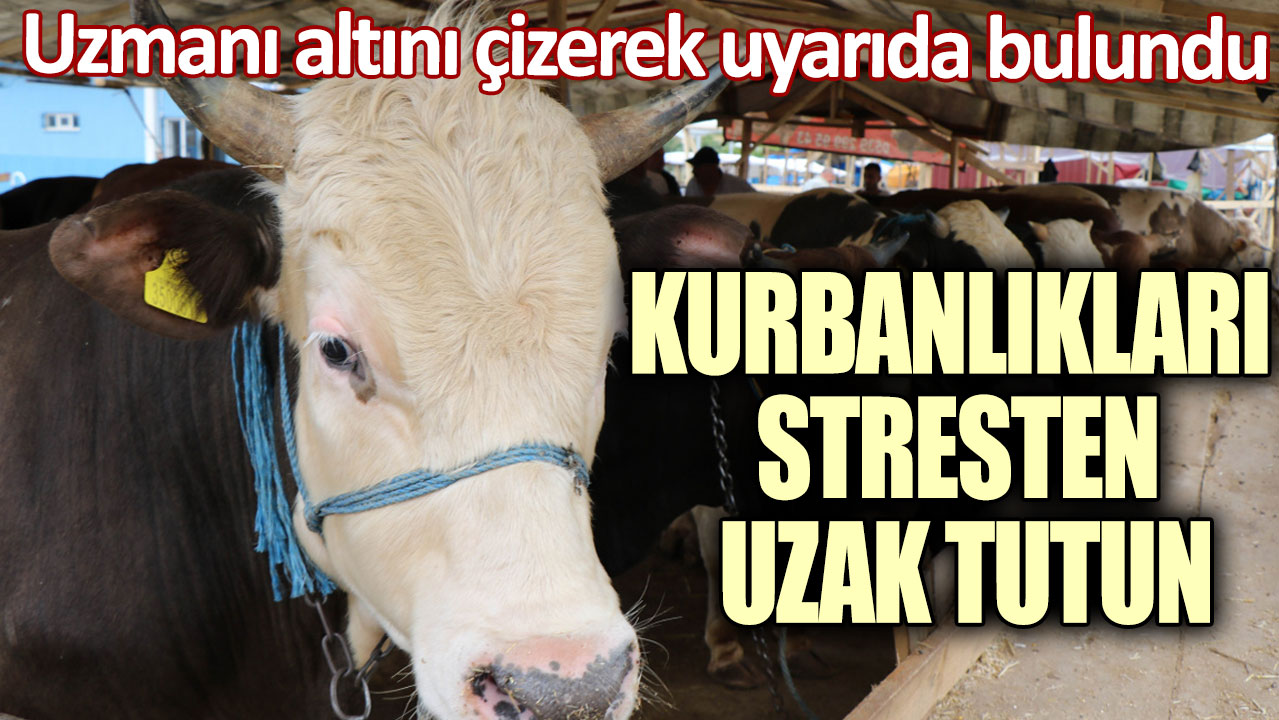 Uzmanı altını çizerek uyarıda bulundu! Kurbanlıkları stresten uzak tutun