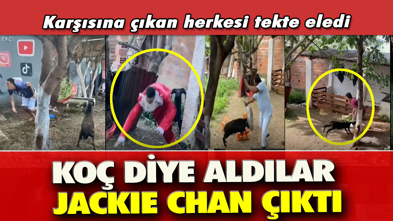 Koç diye aldılar Jackie Chan çıktı: Karşısına çıkan herkesi tekte eledi