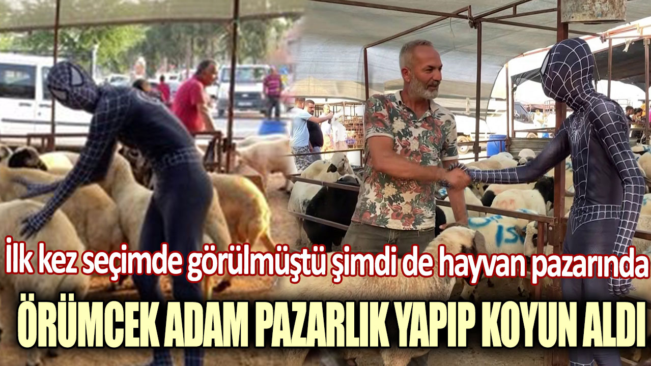 İlk kez seçimde görülmüştü şimdi de hayvan pazarında... Örümcek adam pazarlık yapıp koyun aldı