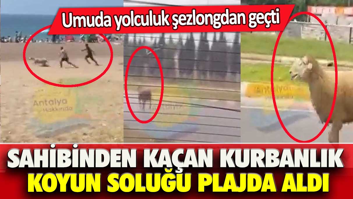 Sahibinden kaçan kurbanlık koyun soluğu plajda aldı: Umuda yolculuk şezlongdan geçti