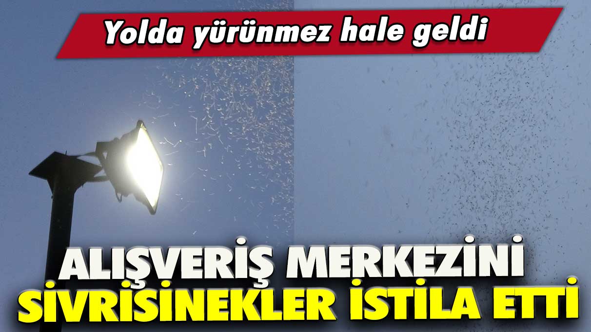 Alışveriş merkezini sivrisinekler istila etti: Yolda yürünmez hale geldi