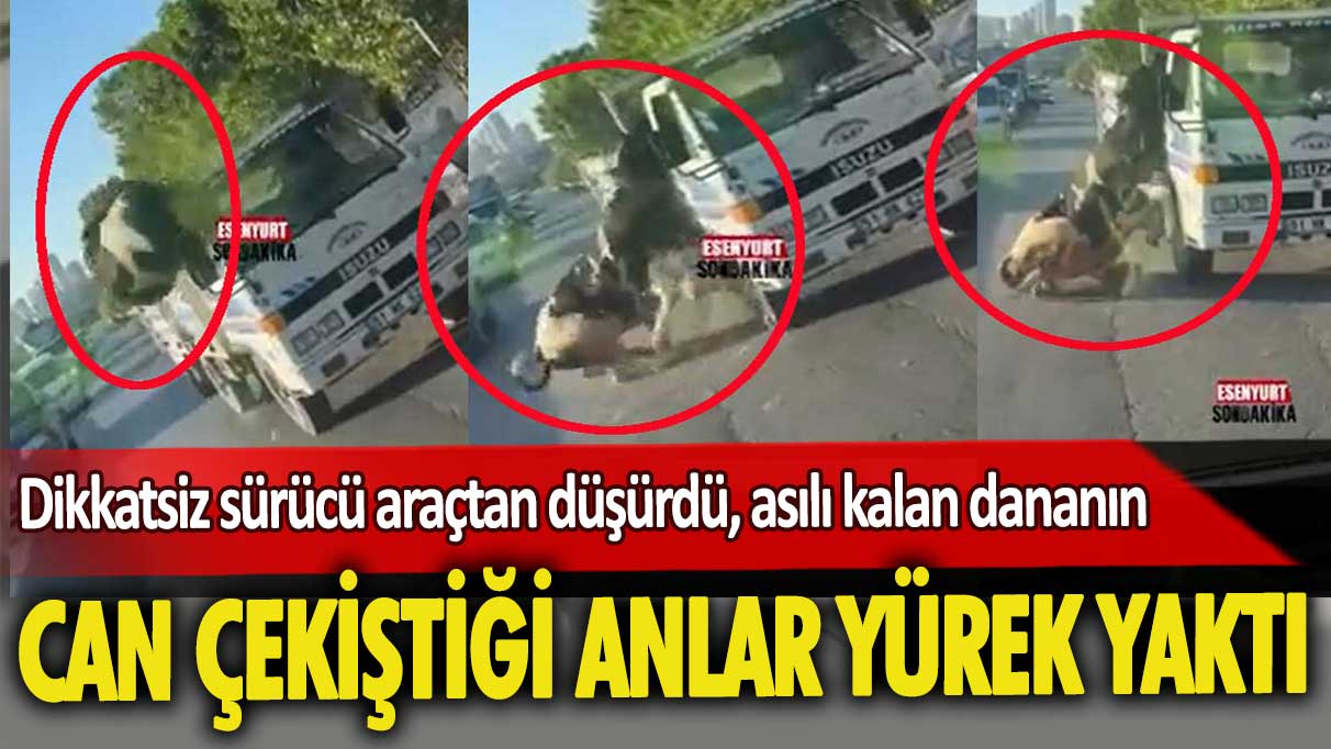 Dikkatsiz sürücü araçtan düşürdü, asılı kalan dananın can çekiştiği anlar yürek yaktı