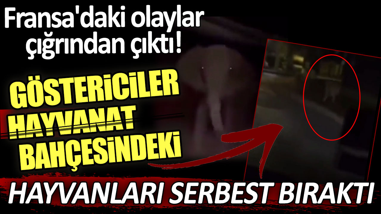 Fransa'daki olaylar çığrından çıktı: Göstericiler hayvanat bahçesindeki hayvanları serbest bıraktı