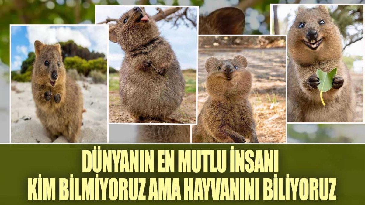 İşte dünyanın en mutlu hayvanı