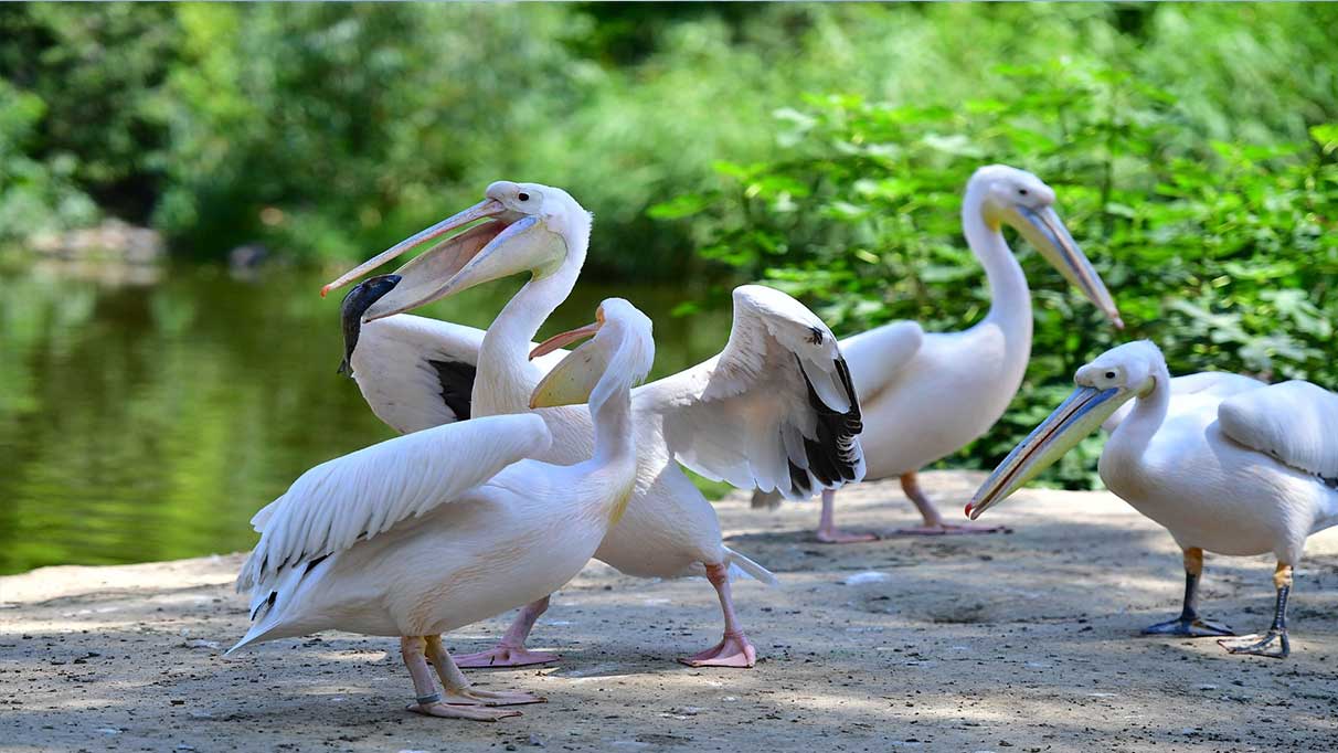 İzmir Doğal Yaşam Parkı’nın göçmen kuşları