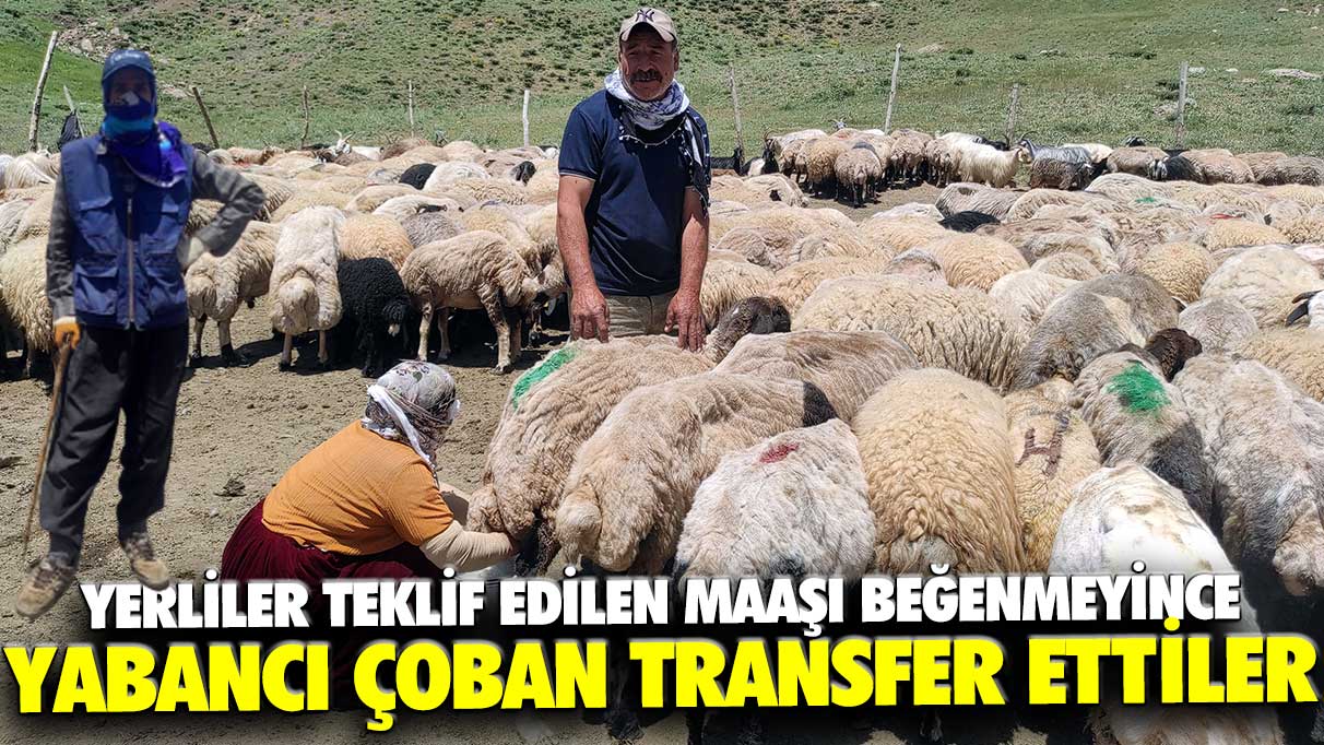 Yerliler teklif edilen maaşı beğenmeyince yabancı çoban transfer ettiler