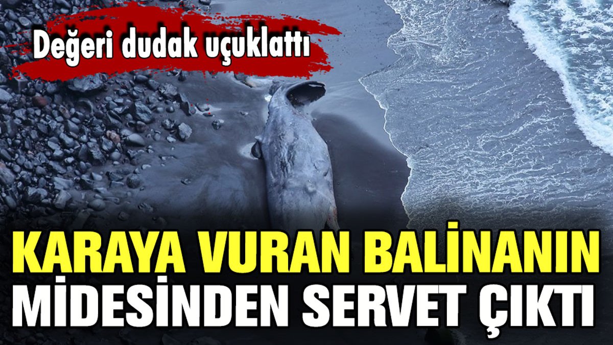 Karaya vuran balinanın midesinden servet çıktı: Değeri dudak uçuklattı