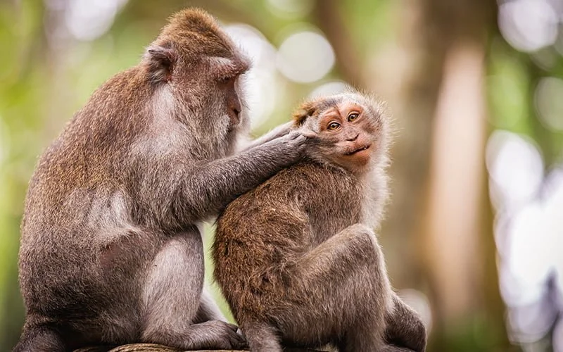 Rüyada maymun görmek ne anlama geliyor