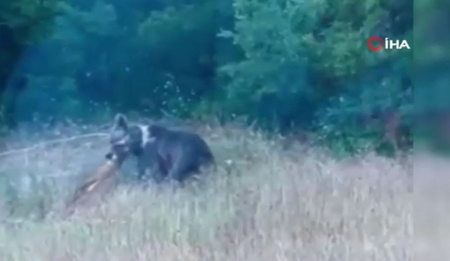 Bozayı, yaban keçisini böyle avladı: Saniye saniye kamerada!