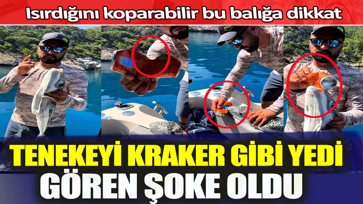 Tenekeyi kraker gibi yedi, gören şoke oldu: Isırdığını koparabilir bu balığa dikkat