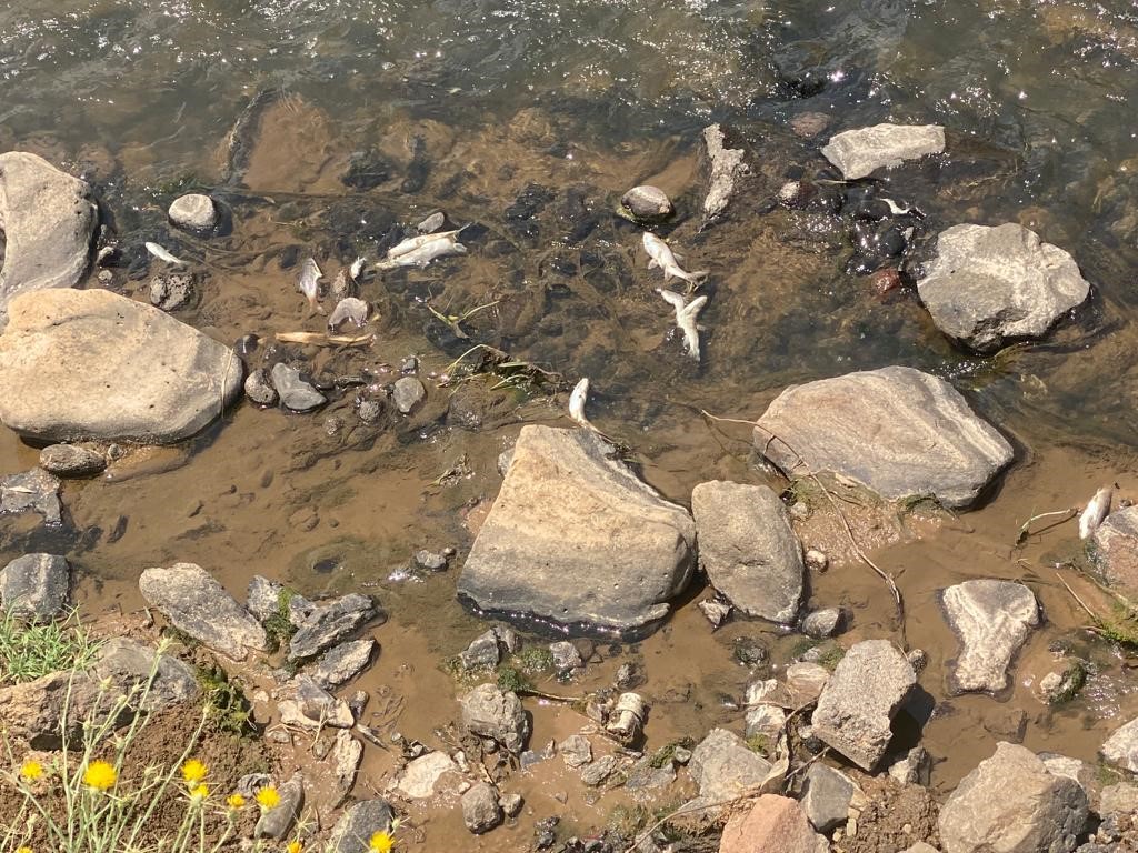 Bingöl’de korkutan manzara: Onlarca balık telef oldu