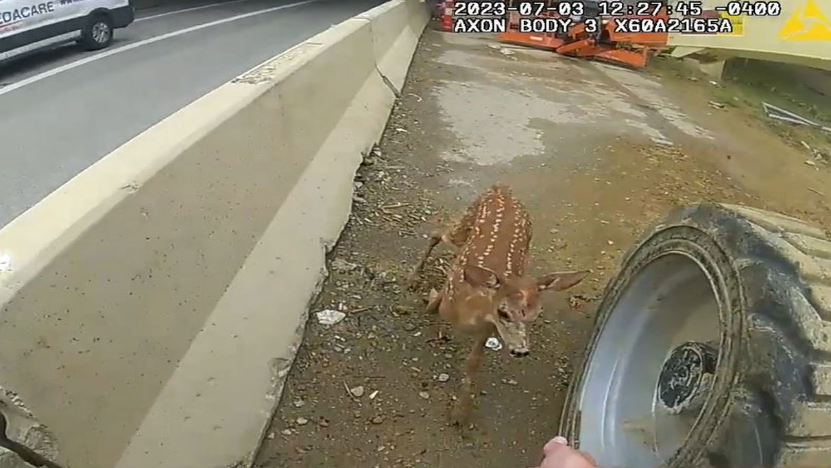 ABD polisi karaca yavrusunu yakalamak için trafiği durdurdu