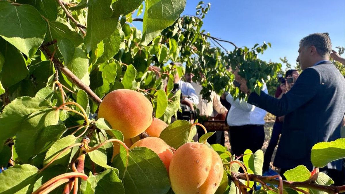 Malatya kayısıda 100 bin ton ihracat hedefliyor