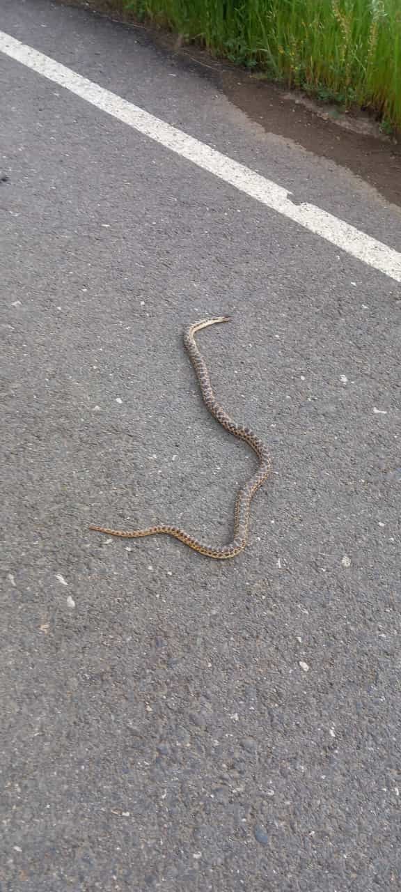 Ağrı’yı yılanlar bastı