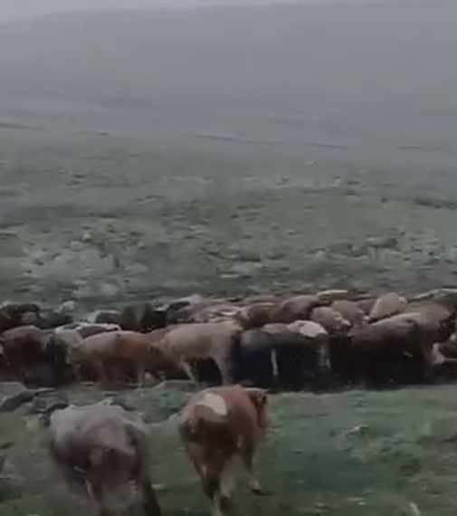 Ardahan'da temmuz ayında kar yağdı