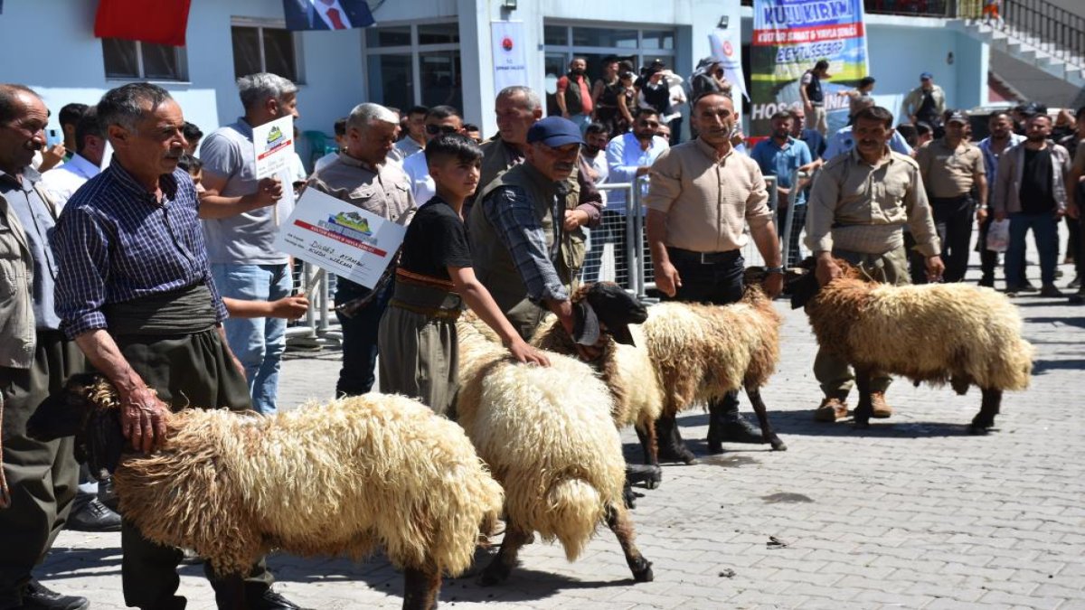 Kato Dağı'nda Hayvan Kırkma Festivali
