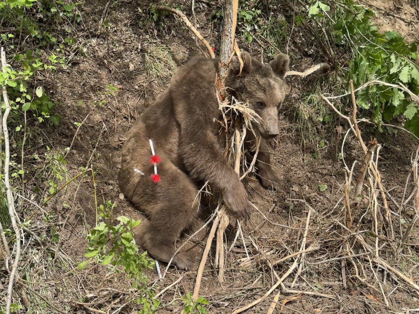 Türkiye’de ayı popülasyonu arttı, tehlike kapıda!