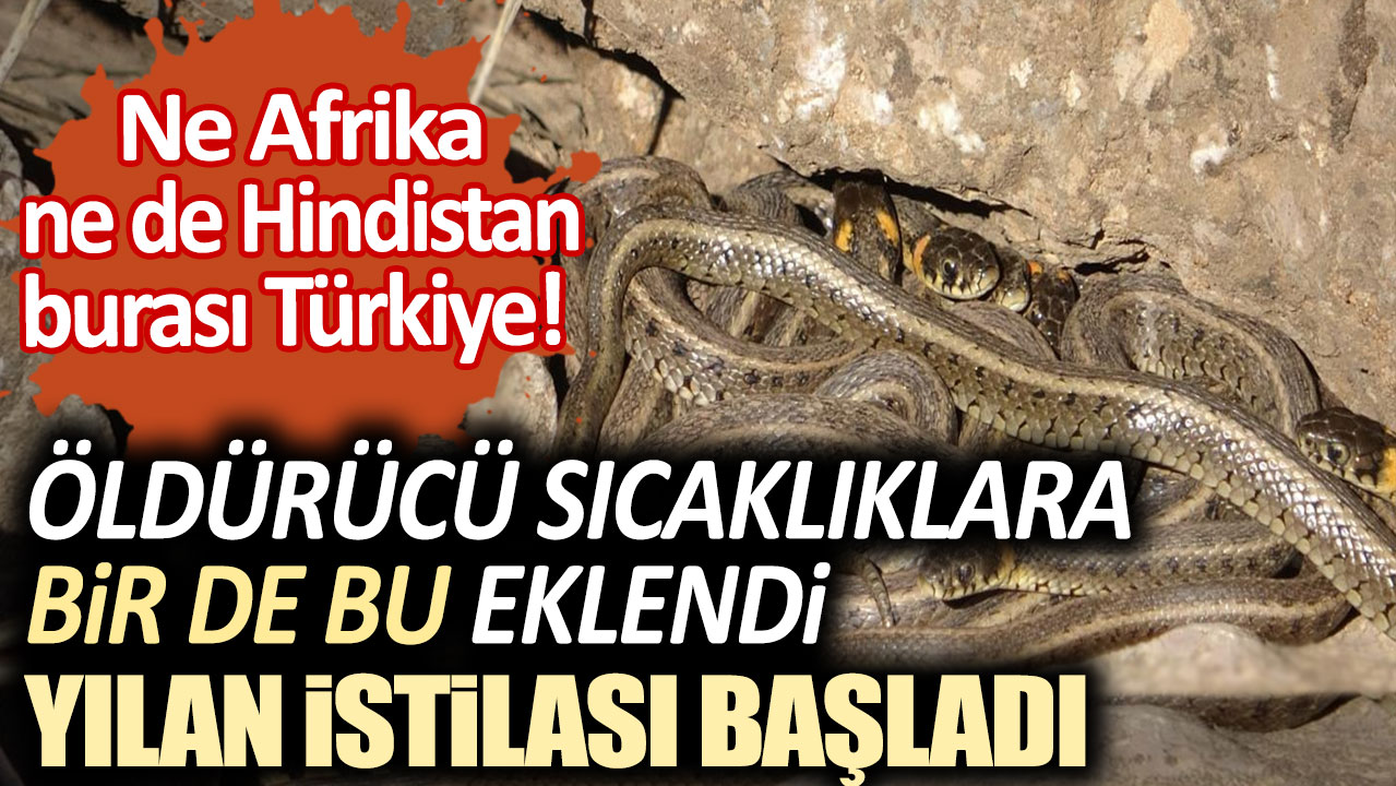 Ne Afrika ne de Hindistan burası Türkiye! Öldürücü sıcaklıklardan sonra bir de bu eklendi: Yılan istilası başladı