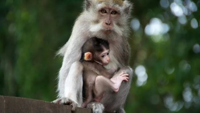 Rüyada maymun görmek ne demek?