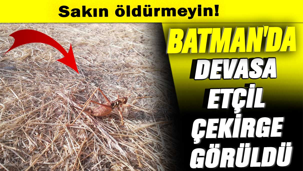 Batman’da devasa etçil çekirge görüldü: Sakın öldürmeyin!