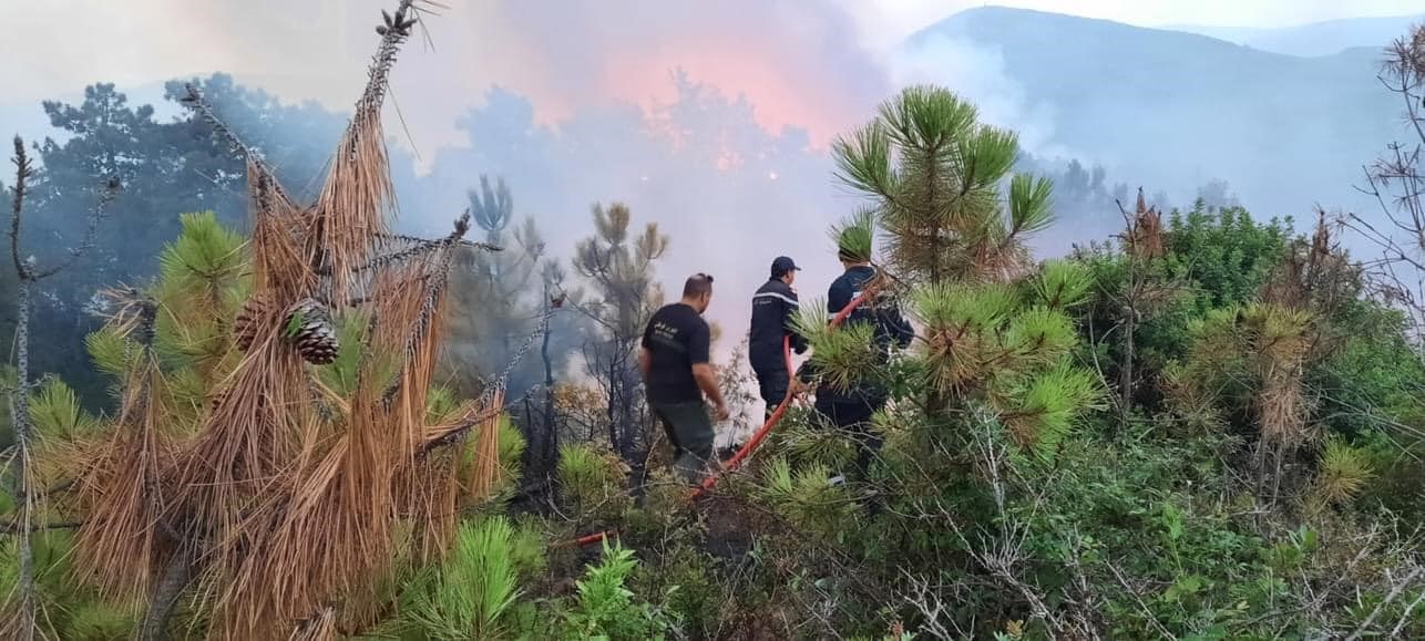 Tunus’ta orman yangını!