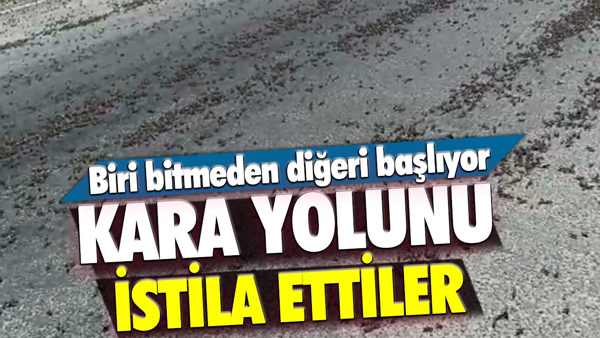 Çekirgeler Tunceli'de kara yolunu istila ettiler: Sırada daha büyük bir istila var