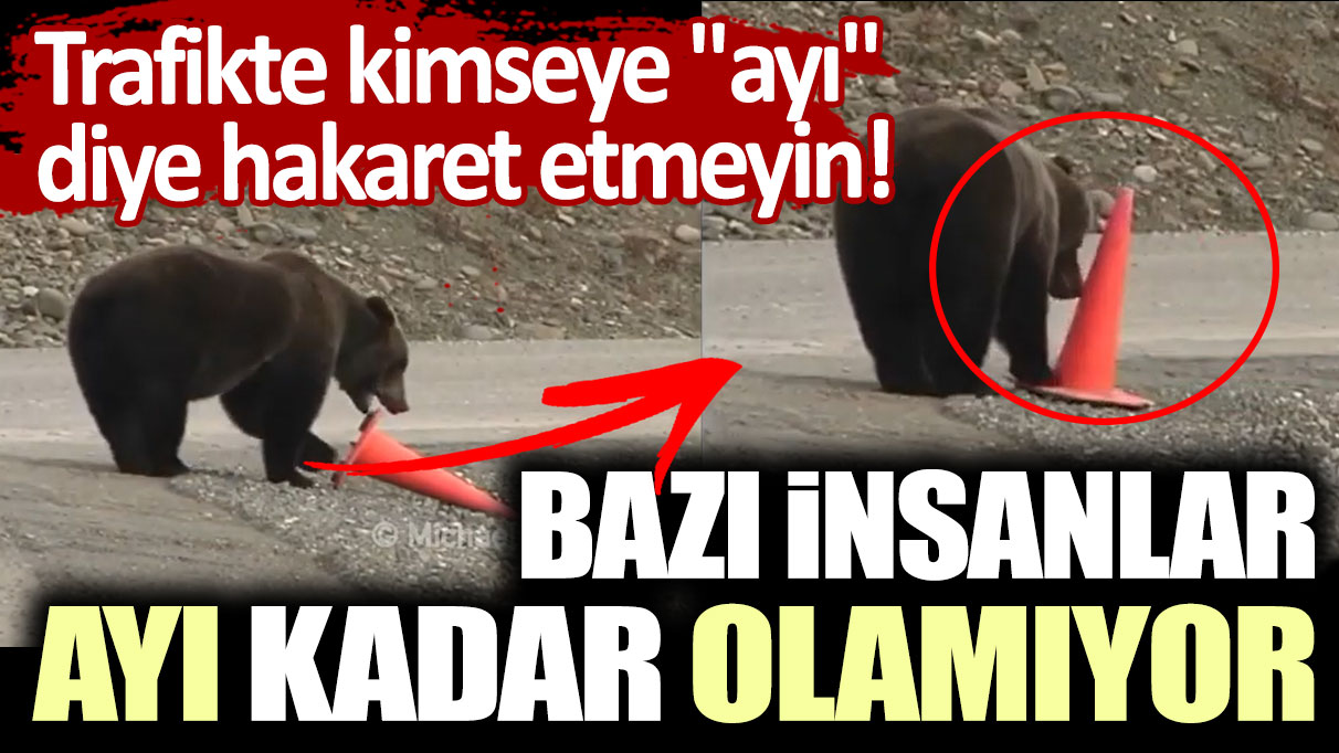 Trafikte kimseye "ayı" diye hakaret etmeyin: Bazı insanlar ayı kadar olamıyor!