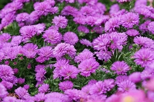 Kasımpatı çiçeğinin faydaları nelerdir?