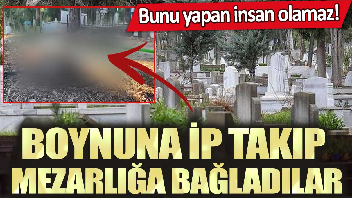 Boynuna ip takıp mezarlığa bağladılar: Bunu yapan insan olamaz!