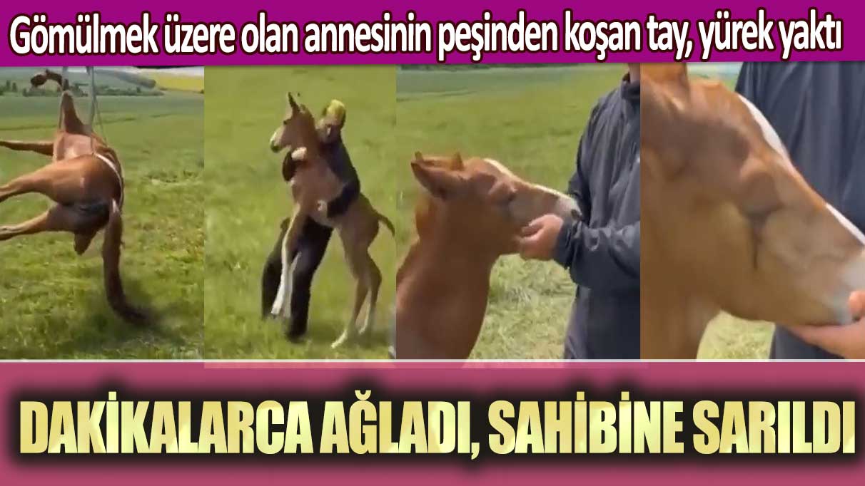 Gömülmek üzere olan annesinin peşinden koşan tay, yürek yaktı: Dakikalarca ağladı, sahibine sarıldı