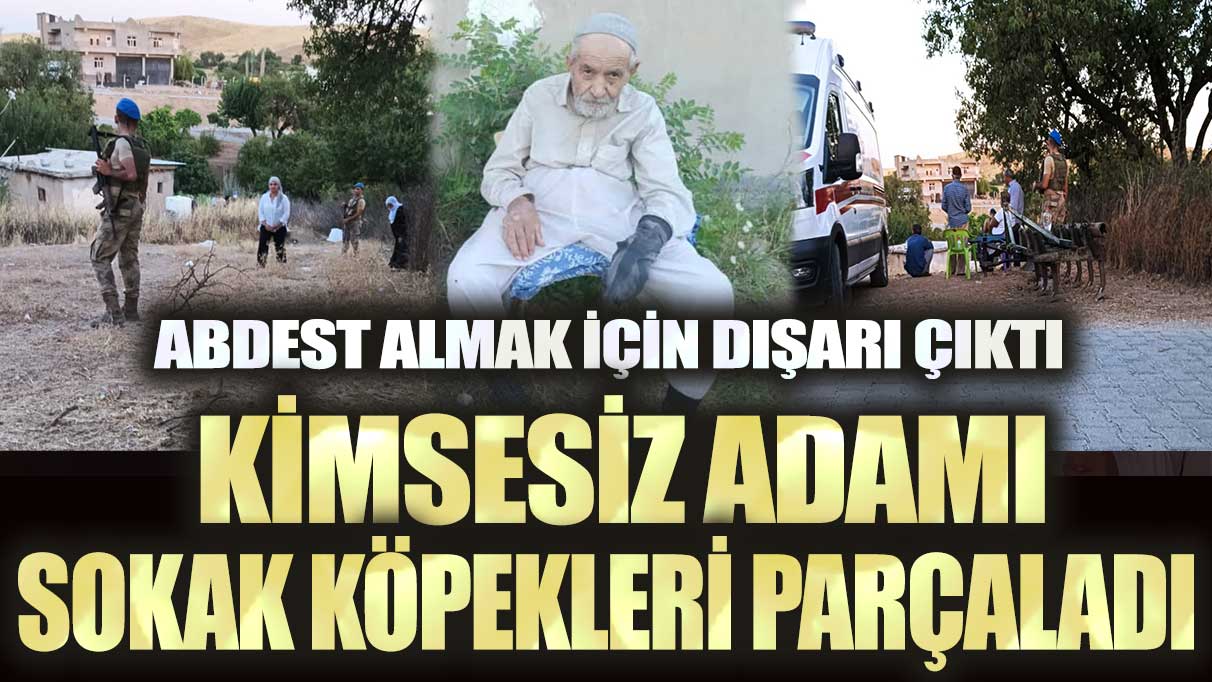 Abdest almak için dışarı çıktı, kimsesiz adamı sokak köpekleri parçaladı