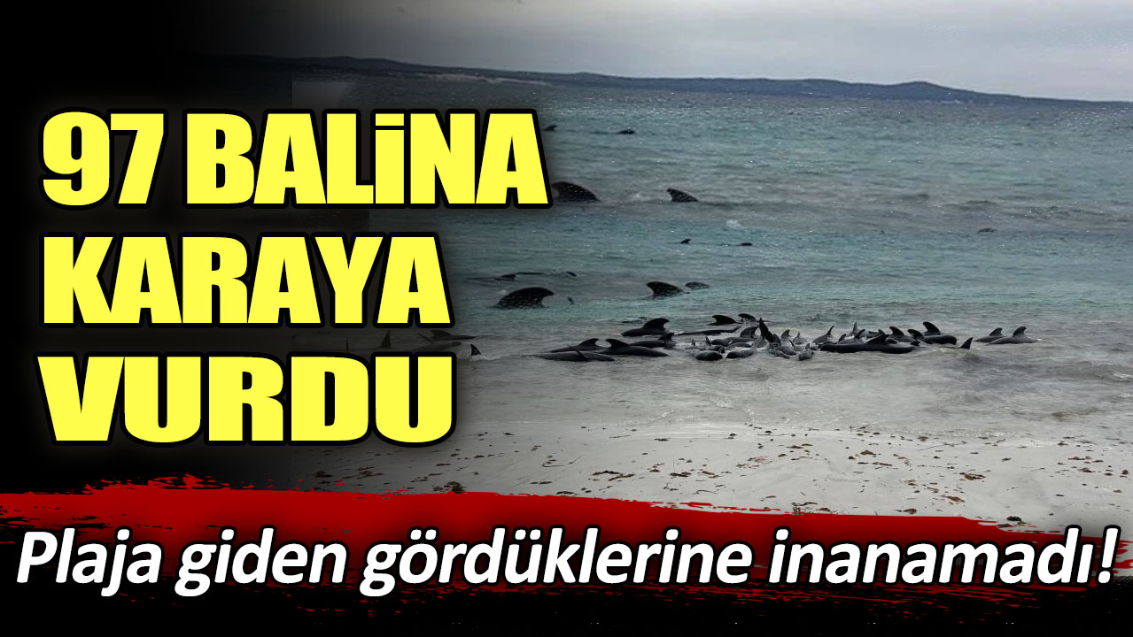 Plaja giden gördüklerine inanamadı! 97 balina kara vurdu