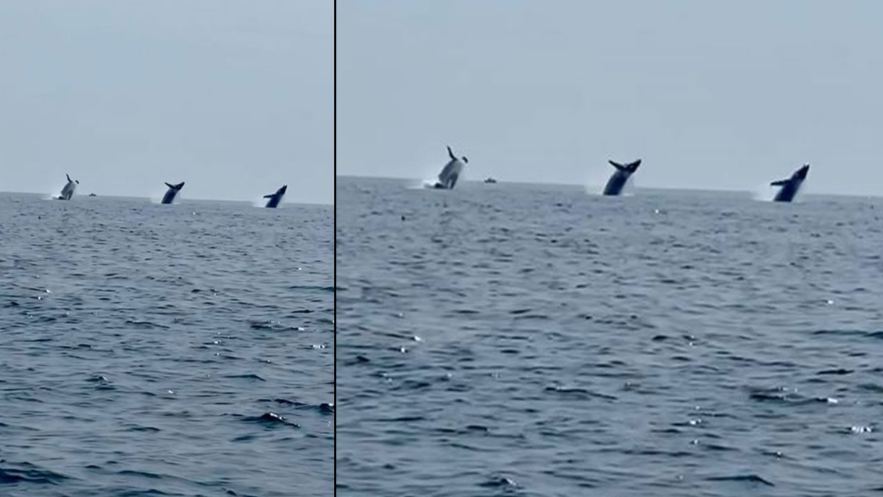 ABD’de balinaların dansı mest etti