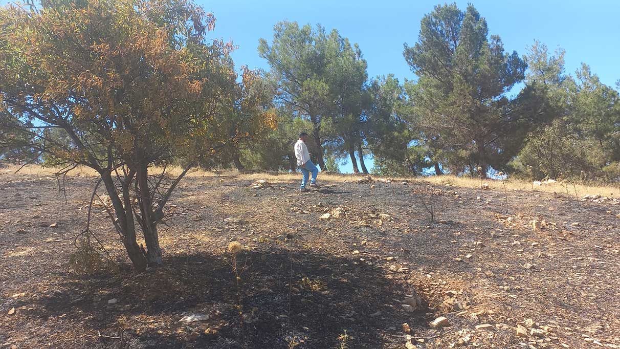 Atatürk Barajı ormanında yangın!