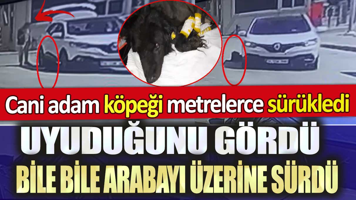 Esenyurt'ta cani adam köpeği metrelerce sürükledi: Uyuduğunu gördü bile bile arabayı üzerine sürdü