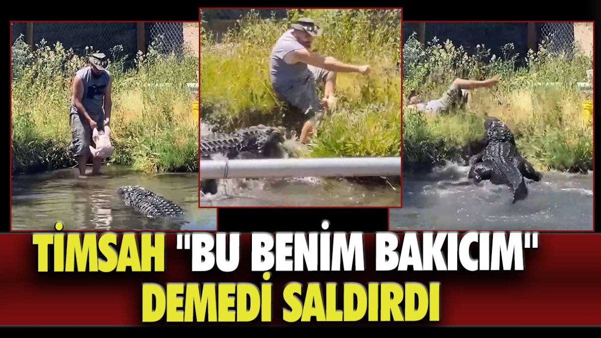 Timsah "bu benim bakıcım" demedi saldırdı