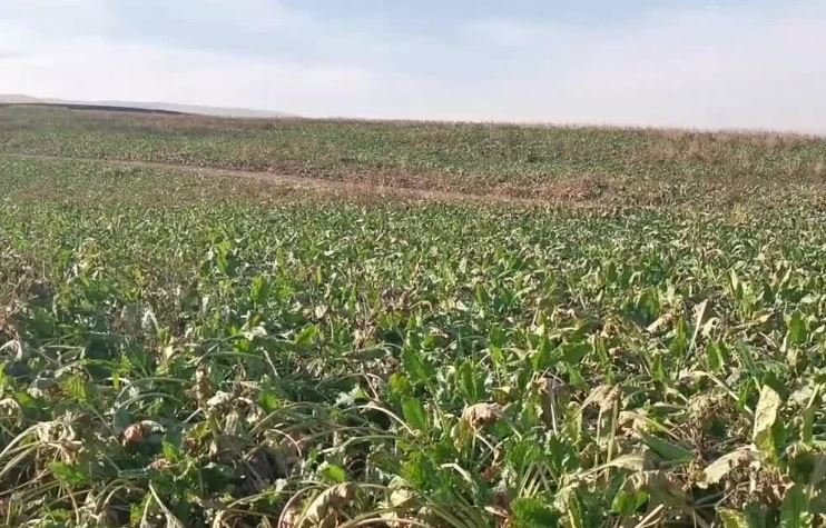 Nişasta bazlı şeker kotasında en büyük pay ABD'li şirket Cargill'e verildi