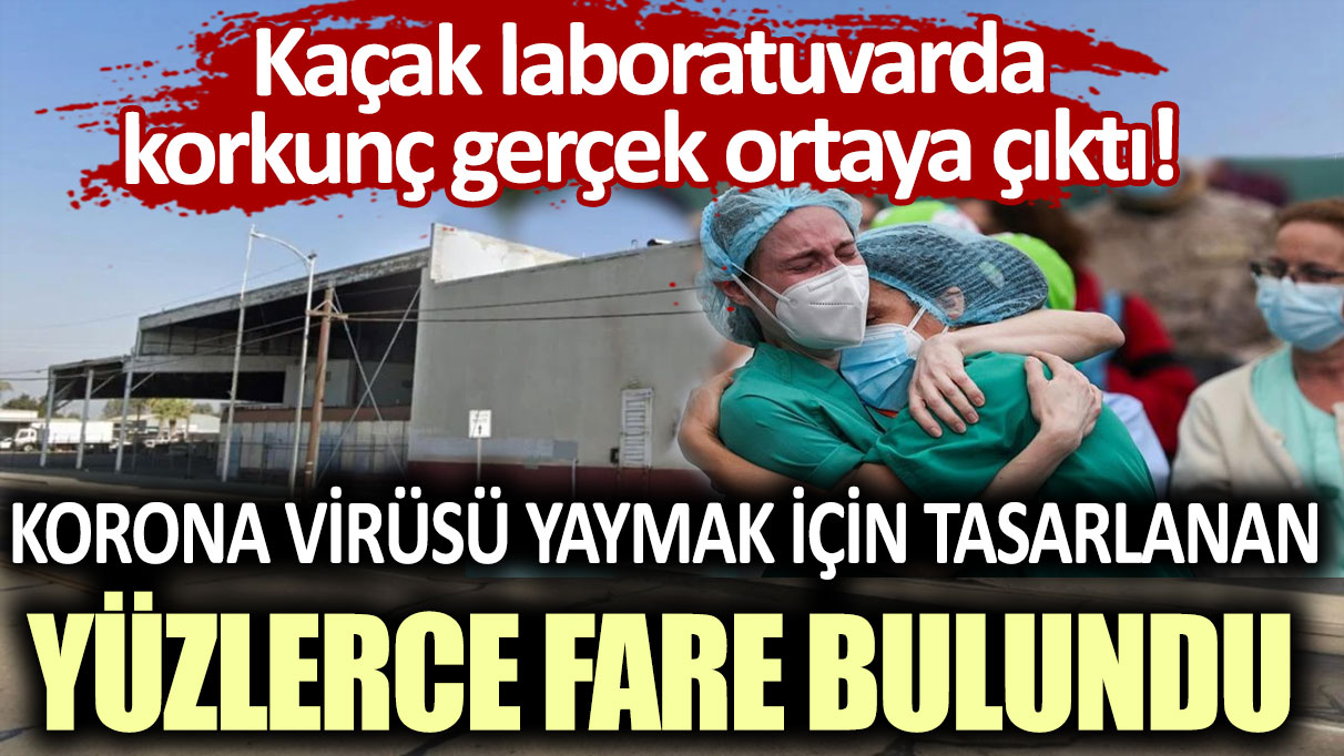 Kaçak laboratuvarda korkunç gerçek ortaya çıktı! Korona virüsü yaymak için tasarlanan yüzlerce fare bulundu