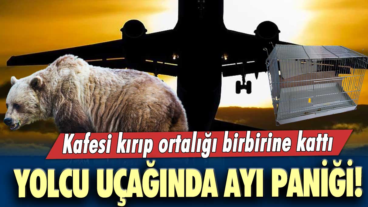 Yolcu uçağında ayı paniği! Kafesi kırıp ortalığı birbirine kattı