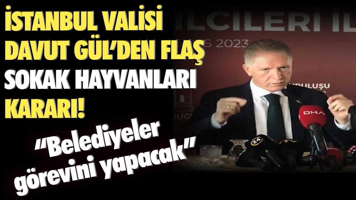 İstanbul Valisi Davut Gül'den flaş sokak hayvanları kararı: Belediyeler görevini yapacak