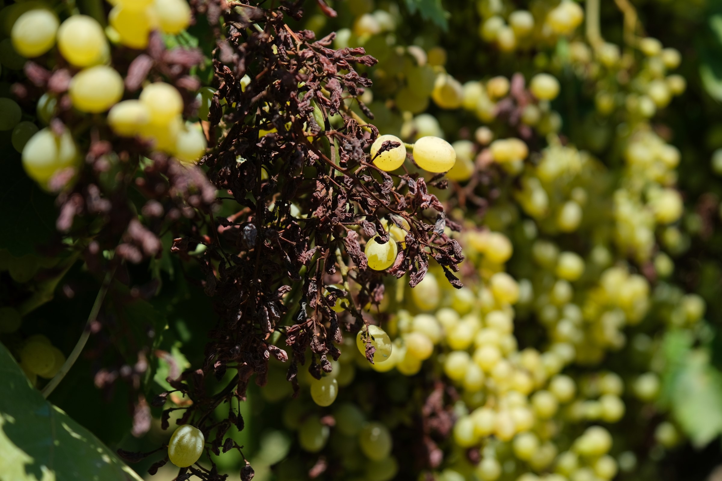 Üzümde rekolte düştü: Zam kapıda!